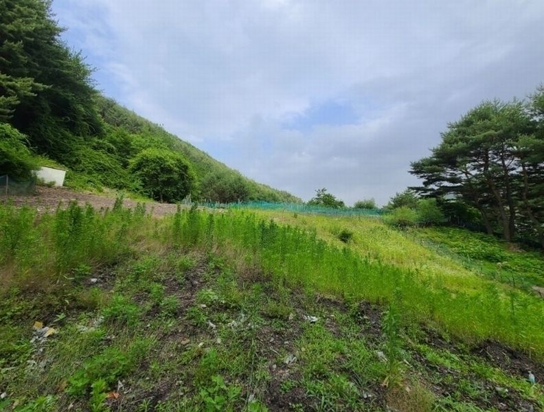 2024타경1031 강원특별자치도 정선군 고한읍 고한리 145 대지 경매 이미지