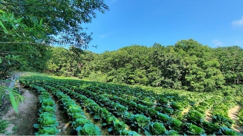 2024타경1437 강원특별자치도 평창군 대관령면 차항리 491-15 임야 경매 이미지