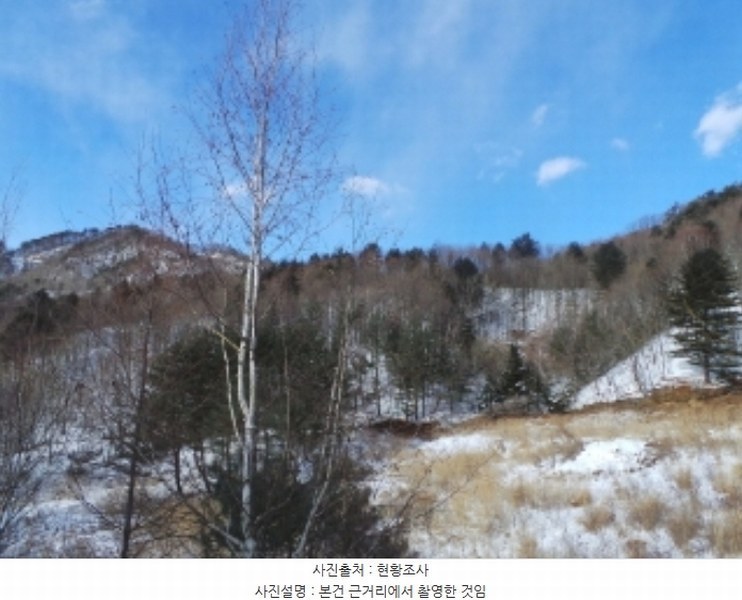 2024타경33755 강원특별자치도 평창군 봉평면 면온리 산141-4 임야 경매 이미지