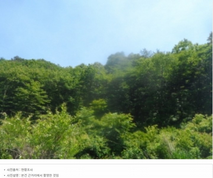 2024타경31506 강원특별자치도 평창군 봉평면 무이리 산319 임야 경매 이미지