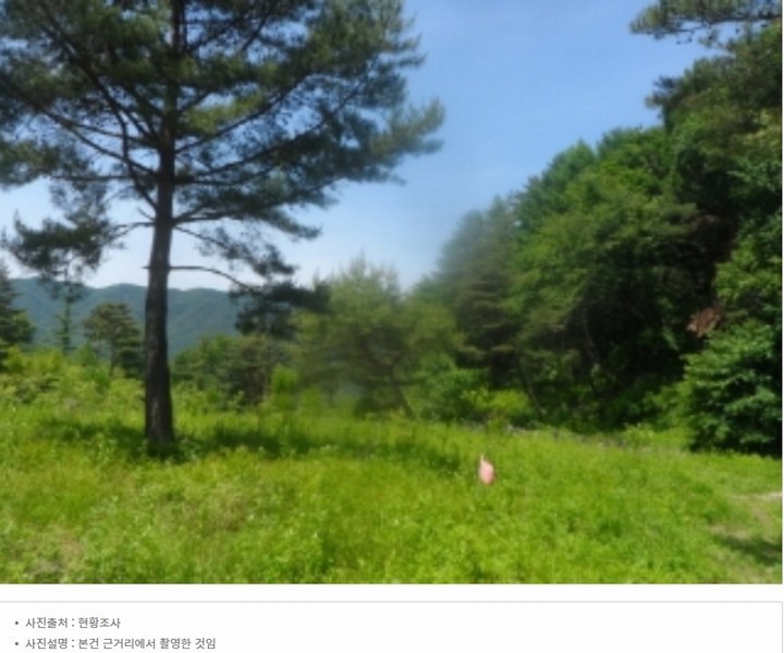 2024타경31506 강원특별자치도 평창군 봉평면 무이리 산319 임야 경매 이미지