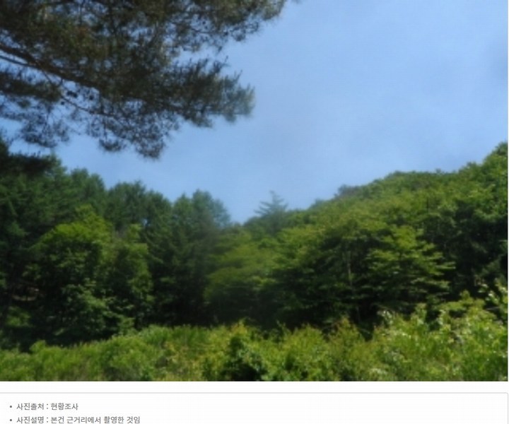 2024타경31506 강원특별자치도 평창군 봉평면 무이리 산319 임야 경매 이미지