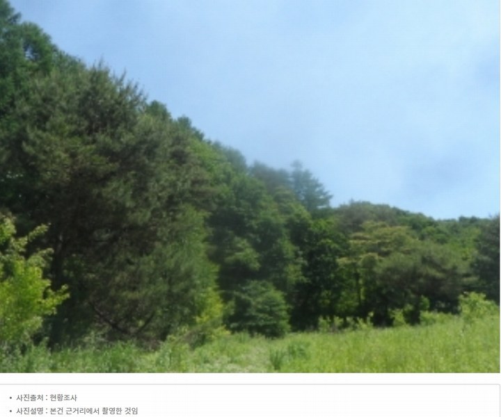 2024타경31506 강원특별자치도 평창군 봉평면 무이리 산319 임야 경매 이미지