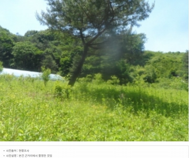 2024타경31506 강원특별자치도 평창군 봉평면 무이리 산319 임야 경매 이미지