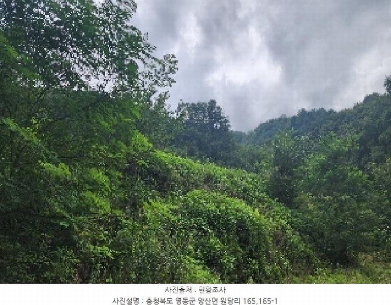 2025타경97 충청북도 영동군 양산면 원당리 165 과수원 경매 이미지