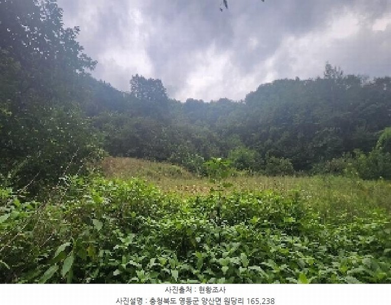 2025타경97 충청북도 영동군 양산면 원당리 165 과수원 경매 이미지