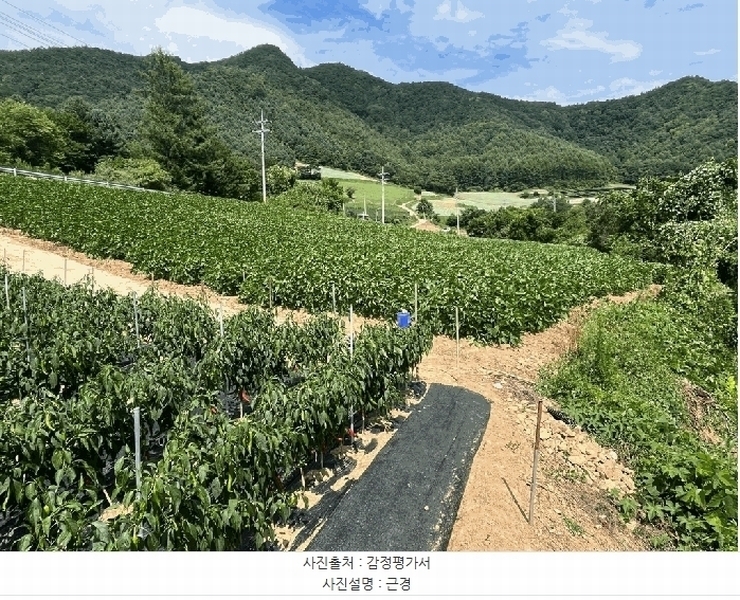 2025타경974 강원특별자치도 정선군 화암면 호촌리 142-3 농지 경매 이미지
