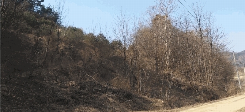 2025타경1613 충청북도 진천군 광혜원면 실원리 409-2 임야 경매 이미지