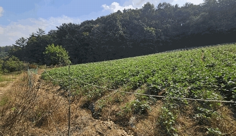 2025타경51794 충청북도 괴산군 소수면 입암리 715 농지 경매 이미지