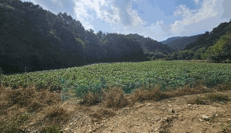2025타경51794 충청북도 괴산군 소수면 입암리 715 농지 경매 이미지