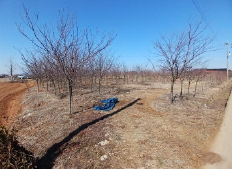 2025타경50986 충청남도 서산시 고북면 신상리 1041 농지 경매 이미지