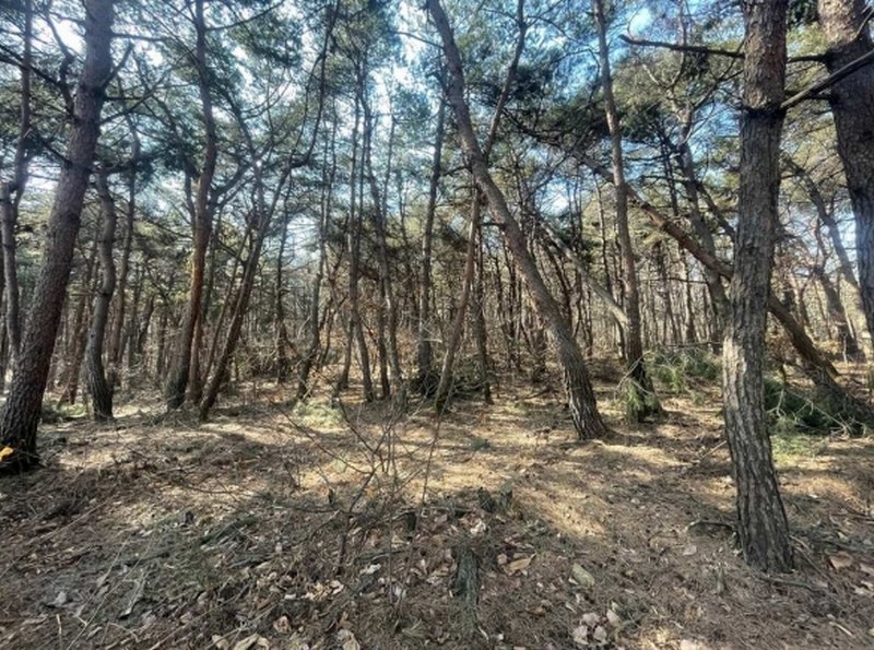 2024타경63430 충청북도 진천군 이월면 노원리 산33-3 임야 경매 이미지