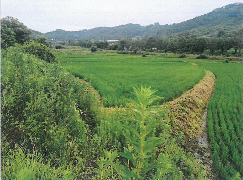 2025타경3459 충청북도 증평군 도안면 노암리 119-3 농지 경매 이미지