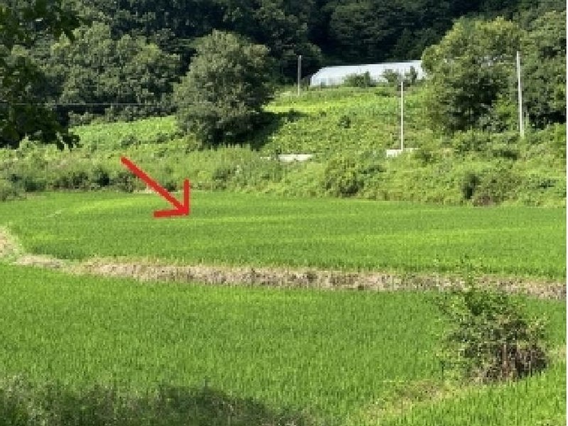 2025타경3459 충청북도 증평군 도안면 노암리 119-3 농지 경매 이미지