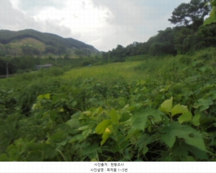 2024타경33593 충청북도 충주시 앙성면 조천리 343-1 과수원 경매 이미지
