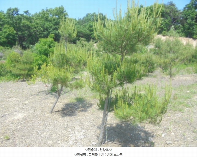 2024타경1404 충청북도 충주시 앙성면 사미리 산20-2 임야 경매 이미지