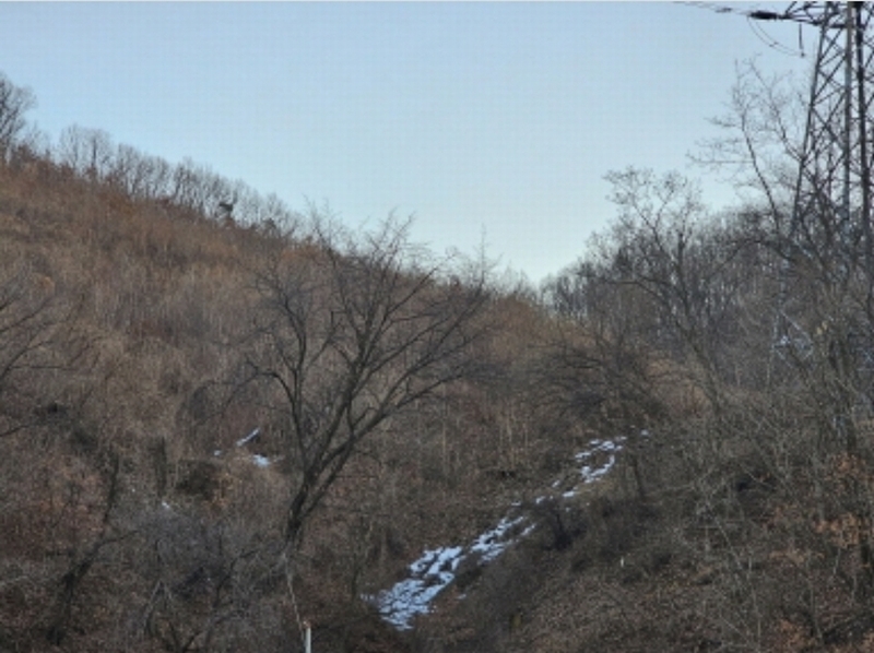 2024타경36141 충청북도 음성군 음성읍 소여리 509-3 임야 경매 이미지