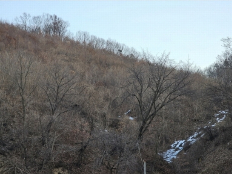 2024타경36141 충청북도 음성군 음성읍 소여리 509-3 임야 경매 이미지