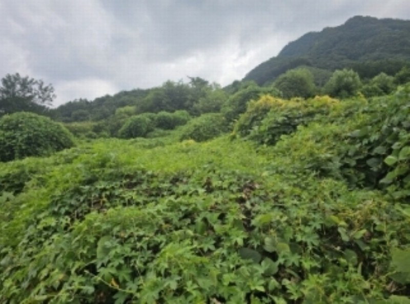 2024타경1155 충청북도 단양군 적성면 소야리 560-4 임야 경매 이미지