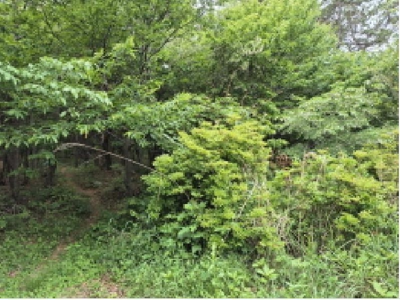 2025타경121 울산광역시 울주군 서생면 화정리 산17 임야 경매 이미지