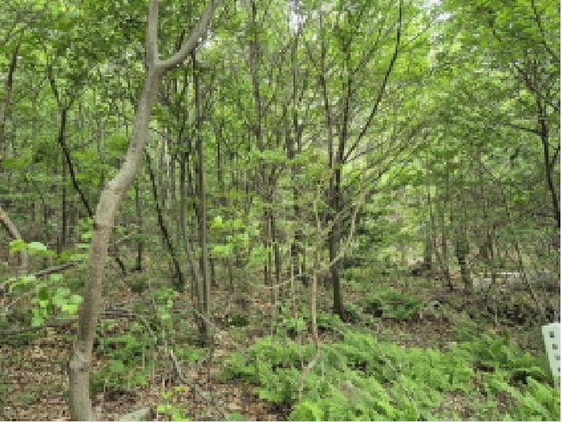 2025타경121 울산광역시 울주군 서생면 화정리 산17 임야 경매 이미지
