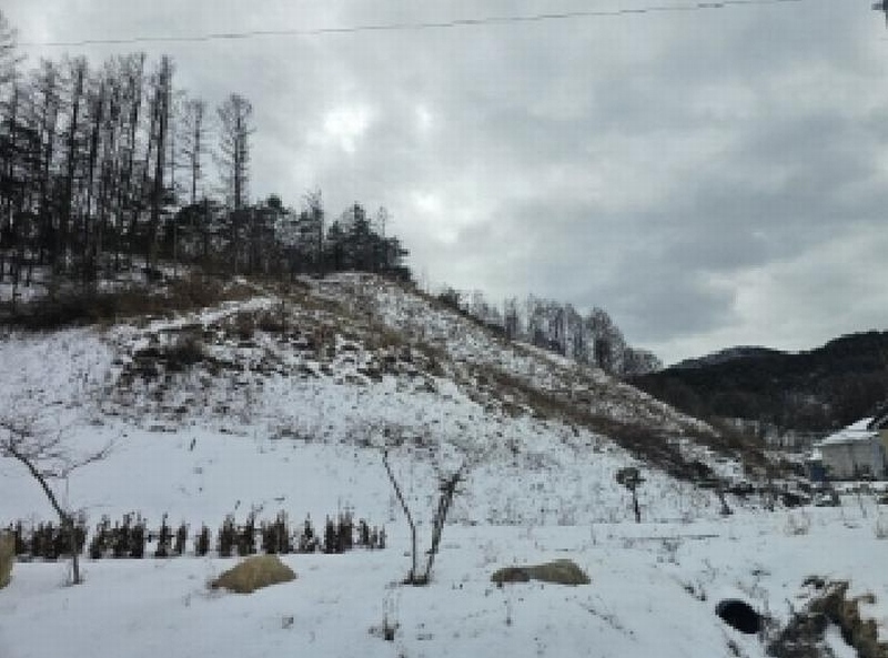 2025타경5249 충청북도 단양군 영춘면 사이곡리 산41 임야 경매 이미지