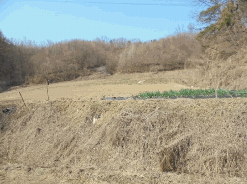2025타경5283 충청북도 제천시 봉양읍 장평리 637 농지 경매 이미지