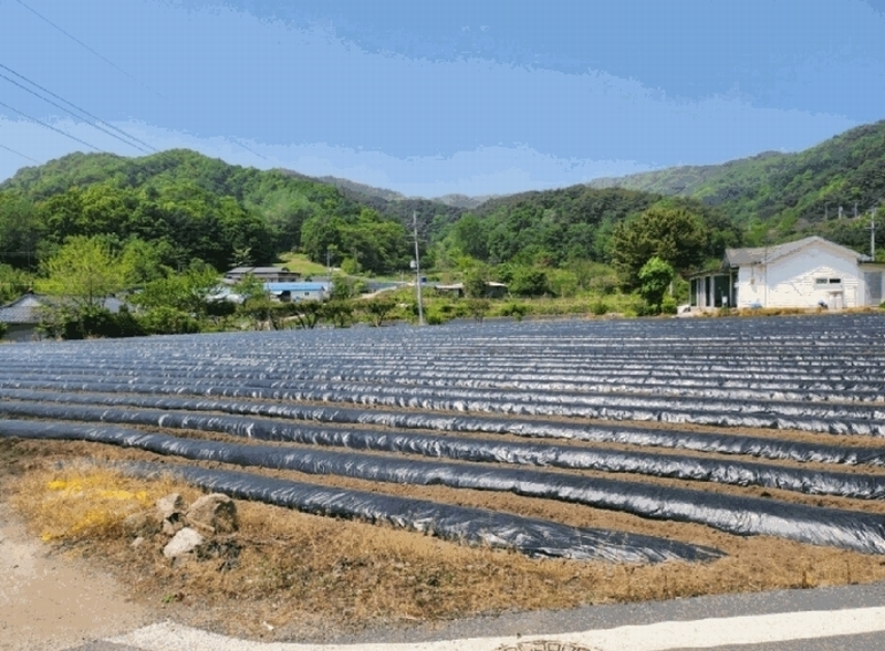 2025타경5311 충청북도 제천시 금성면 사곡리 286 농지 경매 이미지