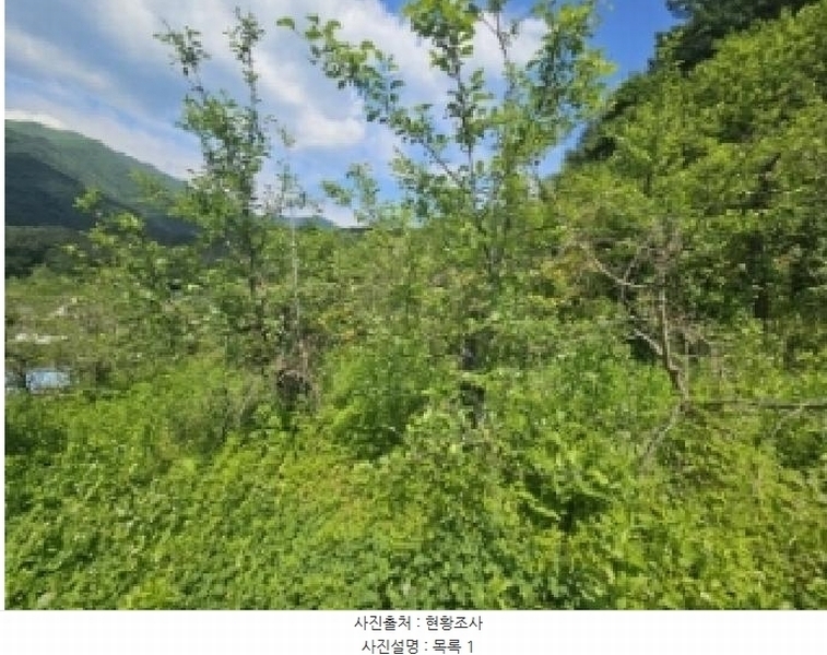 2025타경5317 충청북도 단양군 대강면 신구리 62-1 농지 경매 이미지