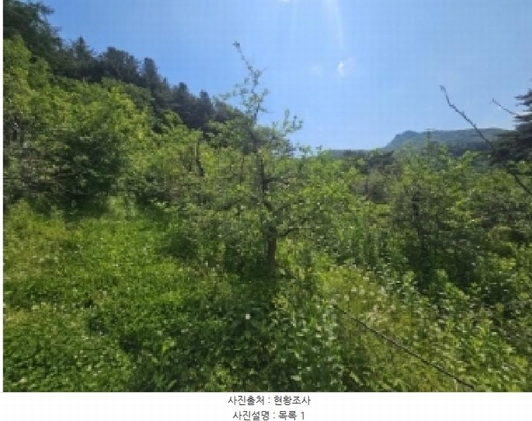 2025타경5317 충청북도 단양군 대강면 신구리 62-1 농지 경매 이미지