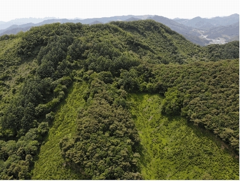 2025타경5331 충청북도 단양군 영춘면 만종리 산101 임야 경매 이미지