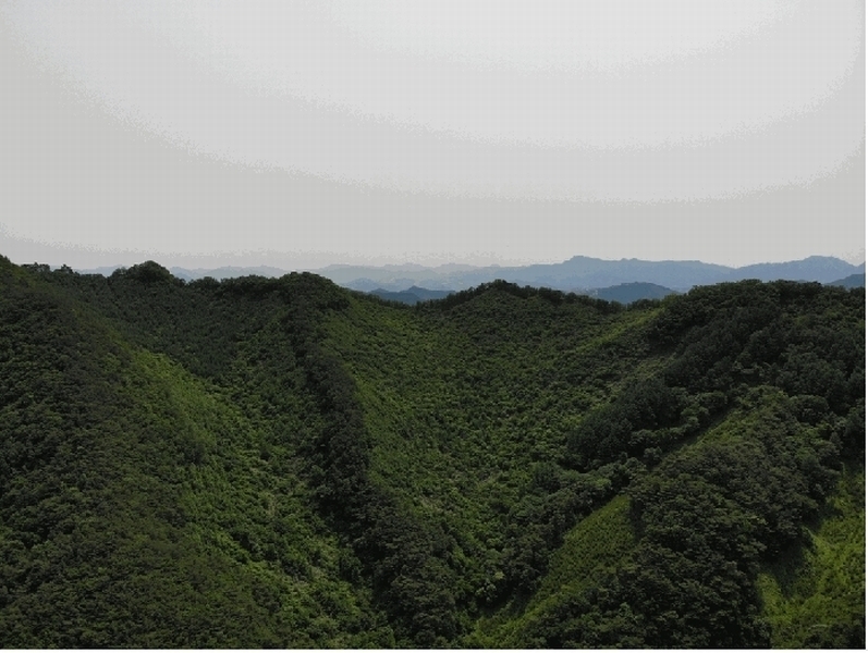 2025타경5331 충청북도 단양군 영춘면 만종리 산101 임야 경매 이미지