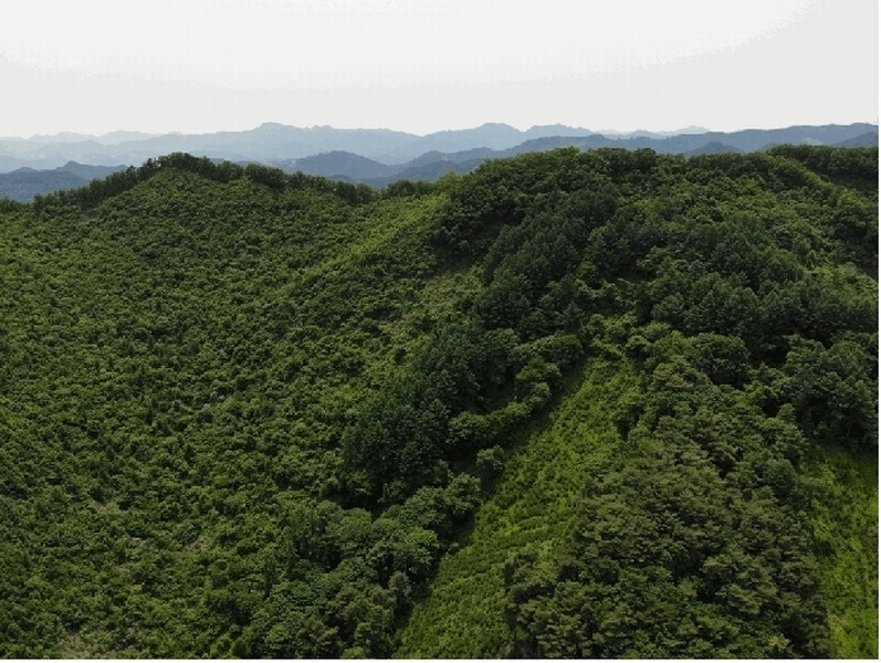 2025타경5331 충청북도 단양군 영춘면 만종리 산101 임야 경매 이미지