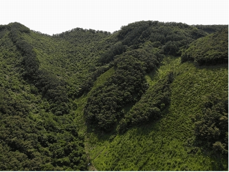2025타경5331 충청북도 단양군 영춘면 만종리 산101 임야 경매 이미지