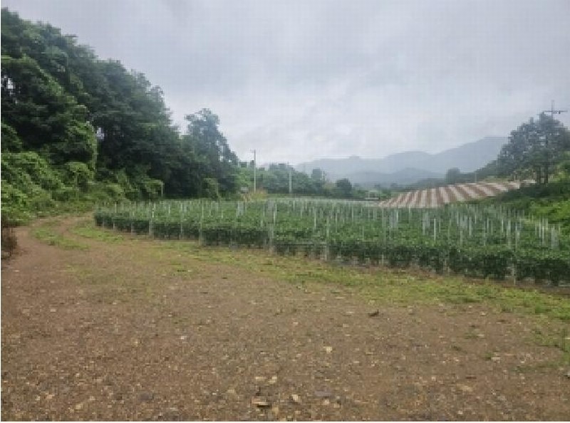 2025타경5341 충청북도 단양군 어상천면 석교리 468-1 농지 경매 이미지