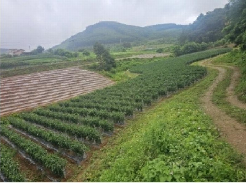 2025타경5341 충청북도 단양군 어상천면 석교리 468-1 농지 경매 이미지