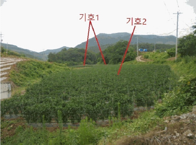 2025타경5341 충청북도 단양군 어상천면 석교리 468-1 농지 경매 이미지
