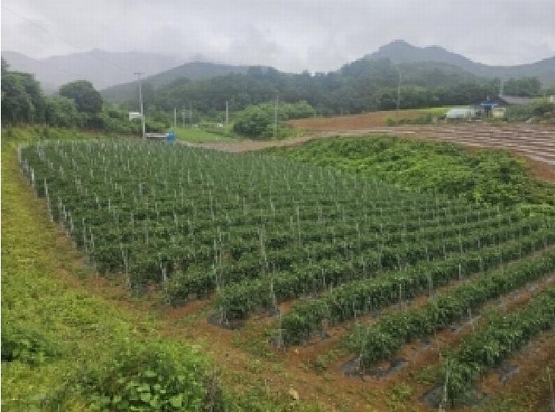 2025타경5341 충청북도 단양군 어상천면 석교리 468-1 농지 경매 이미지