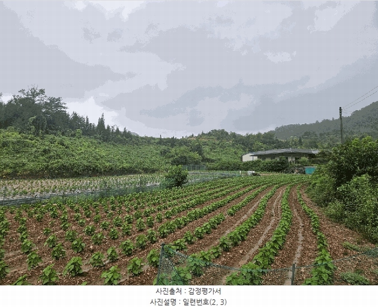2025타경5385 충청북도 제천시 청풍면 단리 산31-12 임야 경매 이미지
