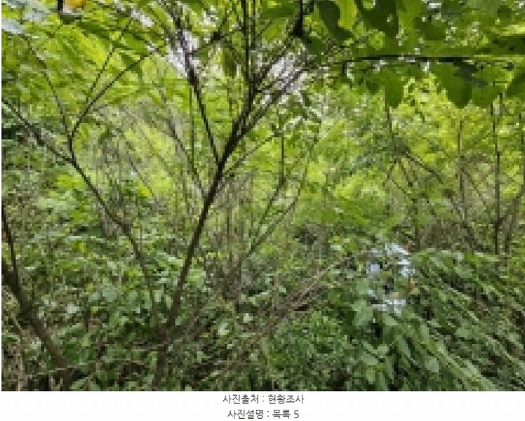 2025타경5387 충청북도 제천시 자작동 산18-1 임야 경매 이미지