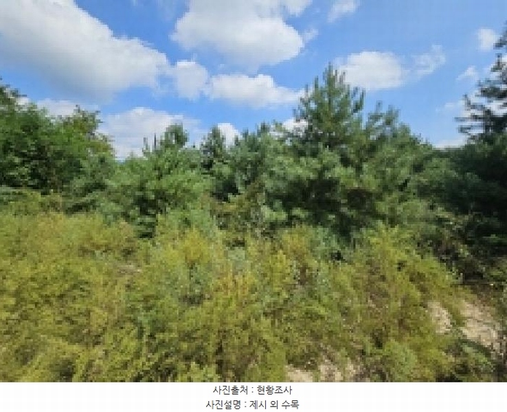 2025타경5399 충청북도 제천시 신월동 1115-51 임야 경매 이미지