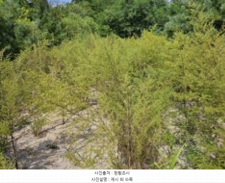 2025타경5399 충청북도 제천시 신월동 1115-51 임야 경매 이미지