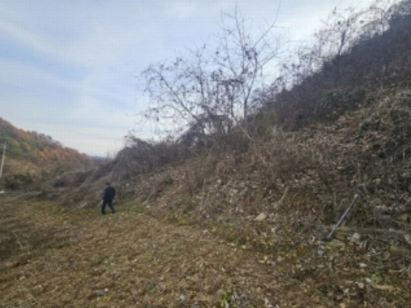 2024타경1667 충청북도 단양군 영춘면 사이곡리 550-1 농지 경매 이미지