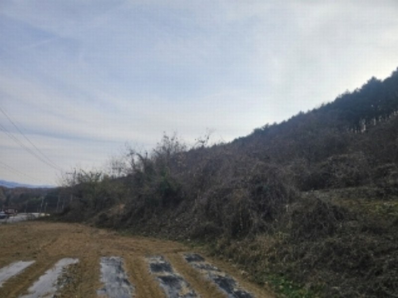 2024타경1667 충청북도 단양군 영춘면 사이곡리 550-1 농지 경매 이미지