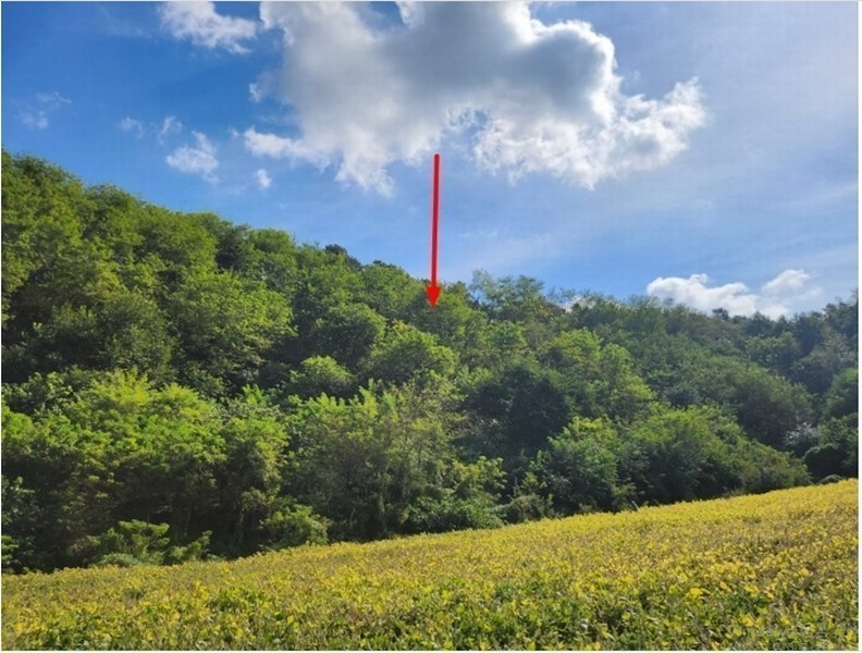 2024타경7283 충청북도 제천시 신월동 산67-5 임야 경매 이미지