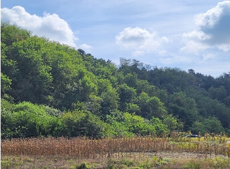 2024타경7283 충청북도 제천시 신월동 산67-5 임야 경매 이미지