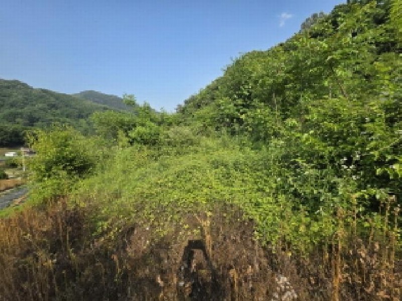 2025타경5340 충청북도 제천시 청풍면 장선리 279 농지 경매 이미지