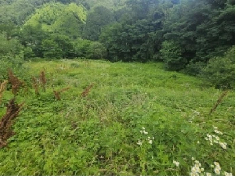2025타경5352 충청북도 단양군 대강면 덕촌리 113 농지 경매 이미지