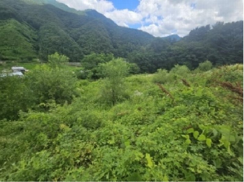 2025타경5352 충청북도 단양군 대강면 덕촌리 113 농지 경매 이미지