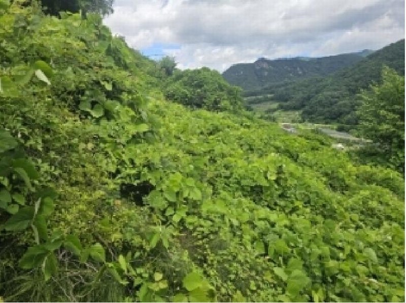 2025타경5352 충청북도 단양군 대강면 덕촌리 113 농지 경매 이미지